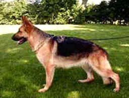 Libola´s Dina
